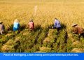 surplus beras lebak