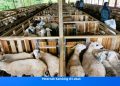 Harga Kambing Kurban di Lebak