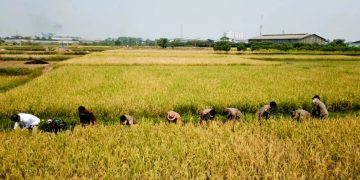 Sawah Lebak Pandeglang
