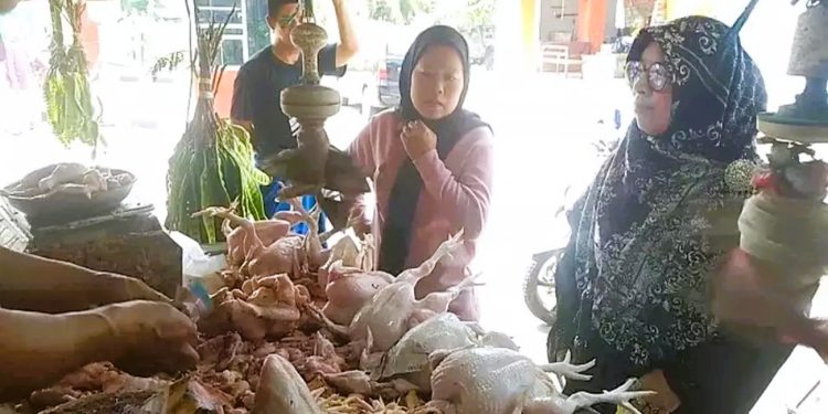 Harga Ayam di Lebak